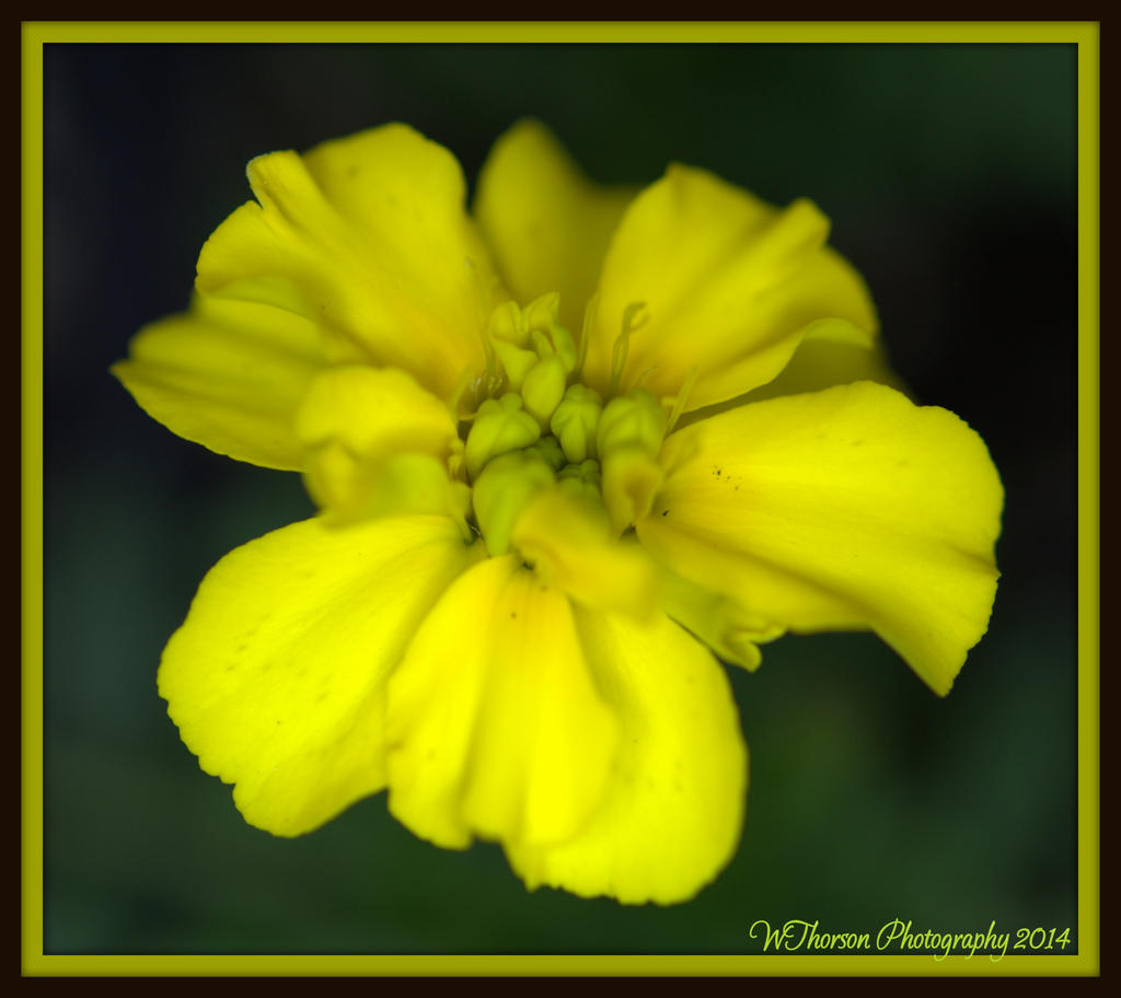 Marigold.jpg