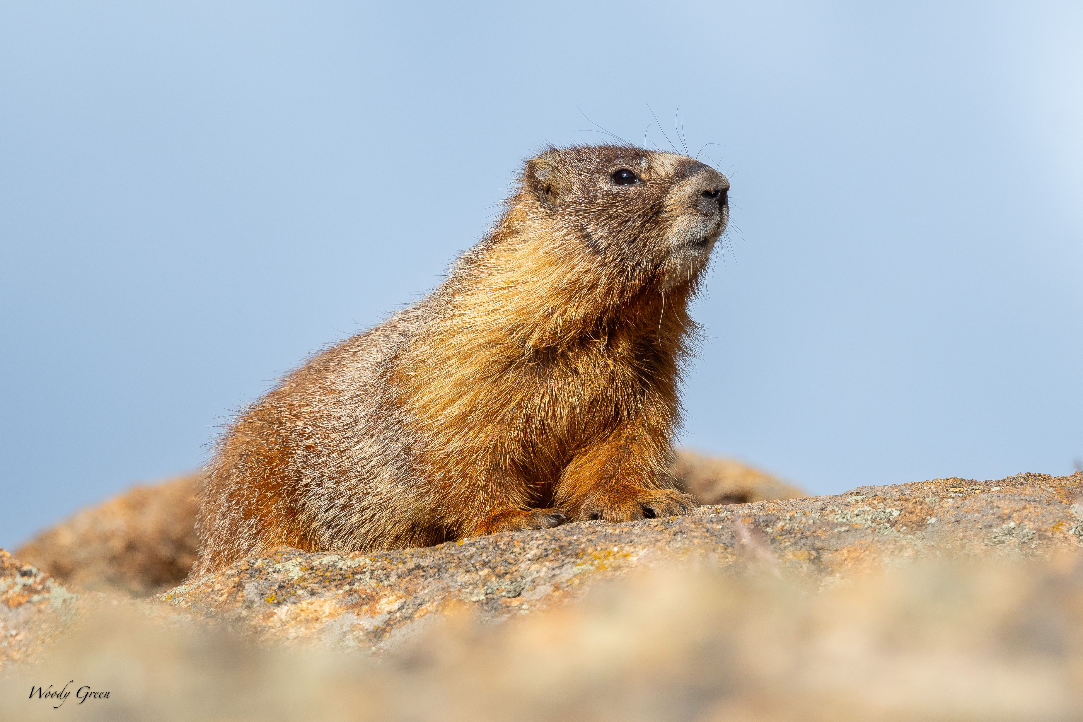 marmot-224.jpg