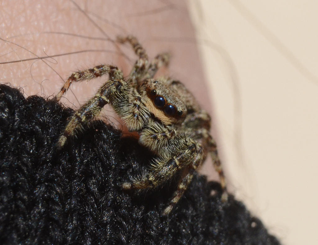 Marpissa muscosa female 2.jpg