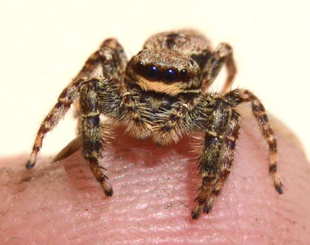 Marpissa muscosa female.jpg