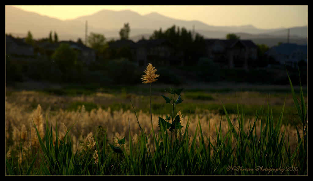 Marsh Grasses 6-22-2016.jpg