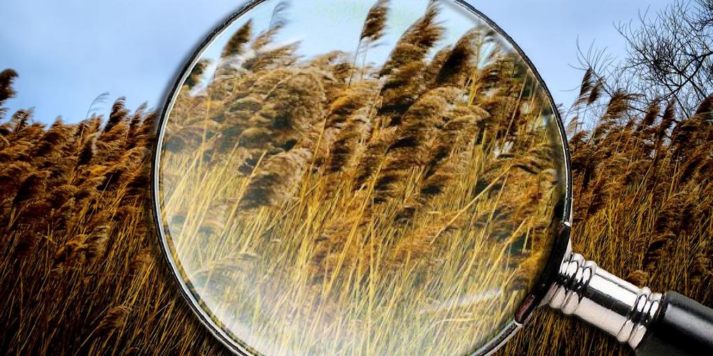 marsh magnifier.jpg