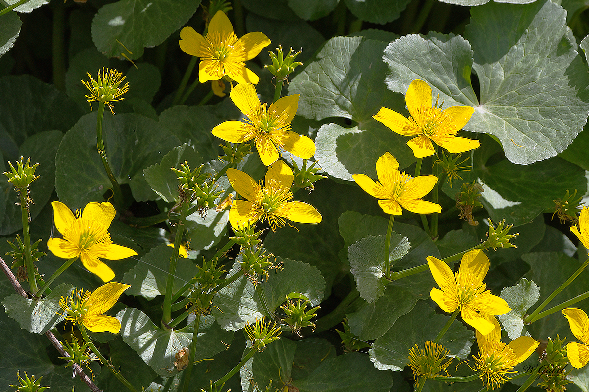 Marsh marigold sm.jpg