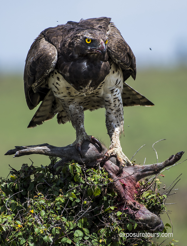 martial eagle 2 exposure tours.jpg