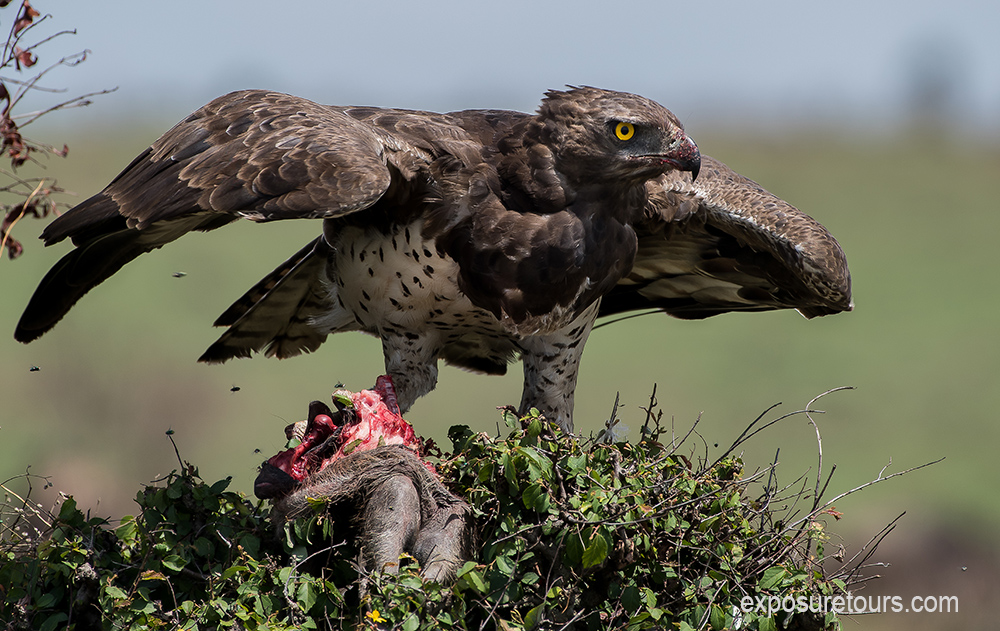 martial eagle 3 exposure tours.jpg