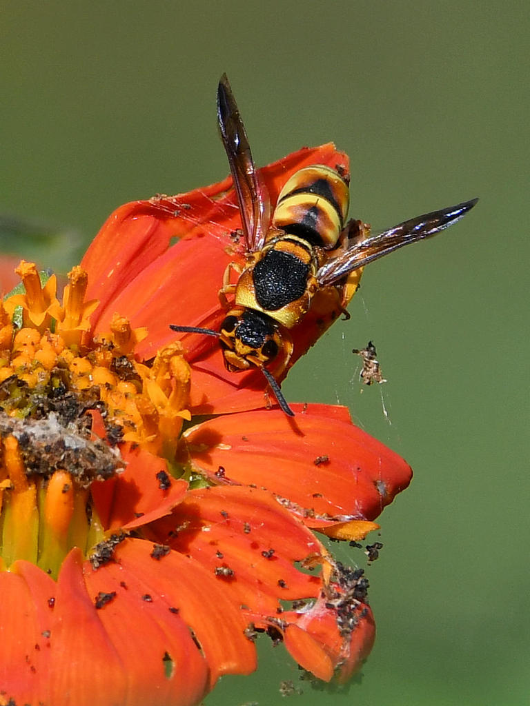 MasonWasp2.jpg