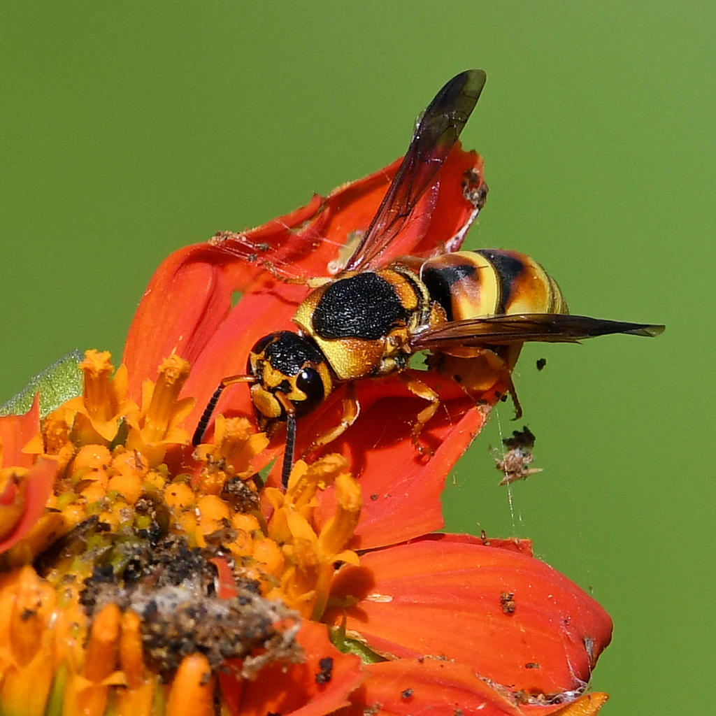 MasonWasp4.jpg