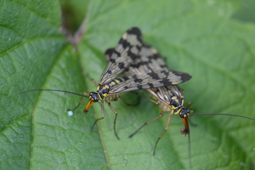 Mating Couple 2.jpg