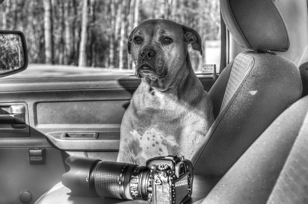 Max b&w-HDR-.jpg