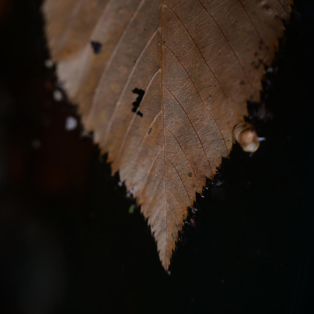 MCC_0114.jpg