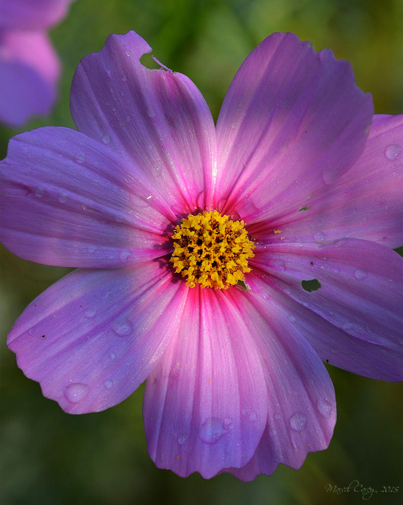 MCC_6040.jpg