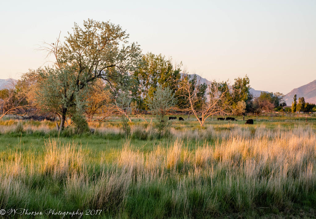 Meadow in Hooper 5-13-2017.jpg