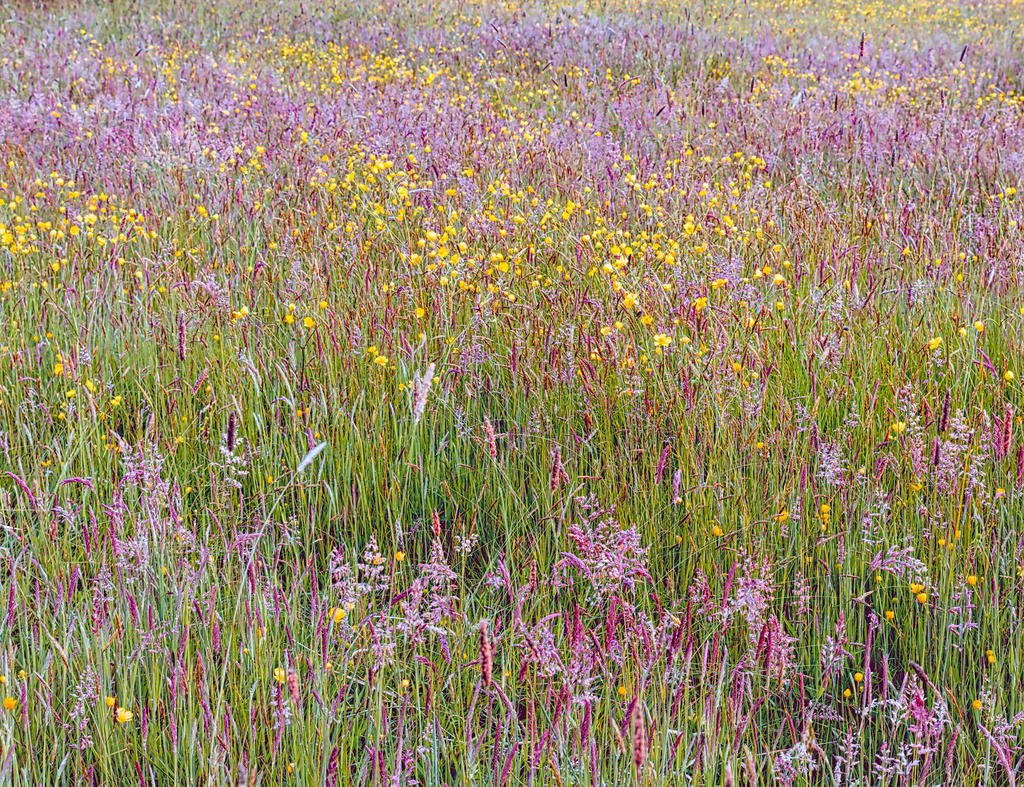 Meadow.jpg