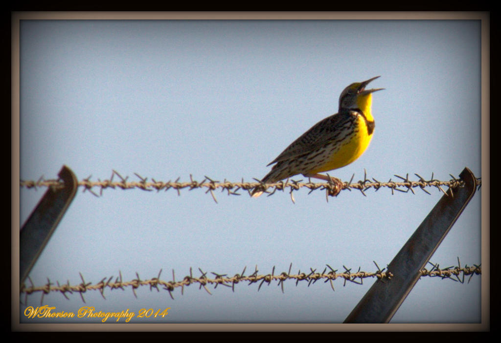 Meadow Lark.jpg