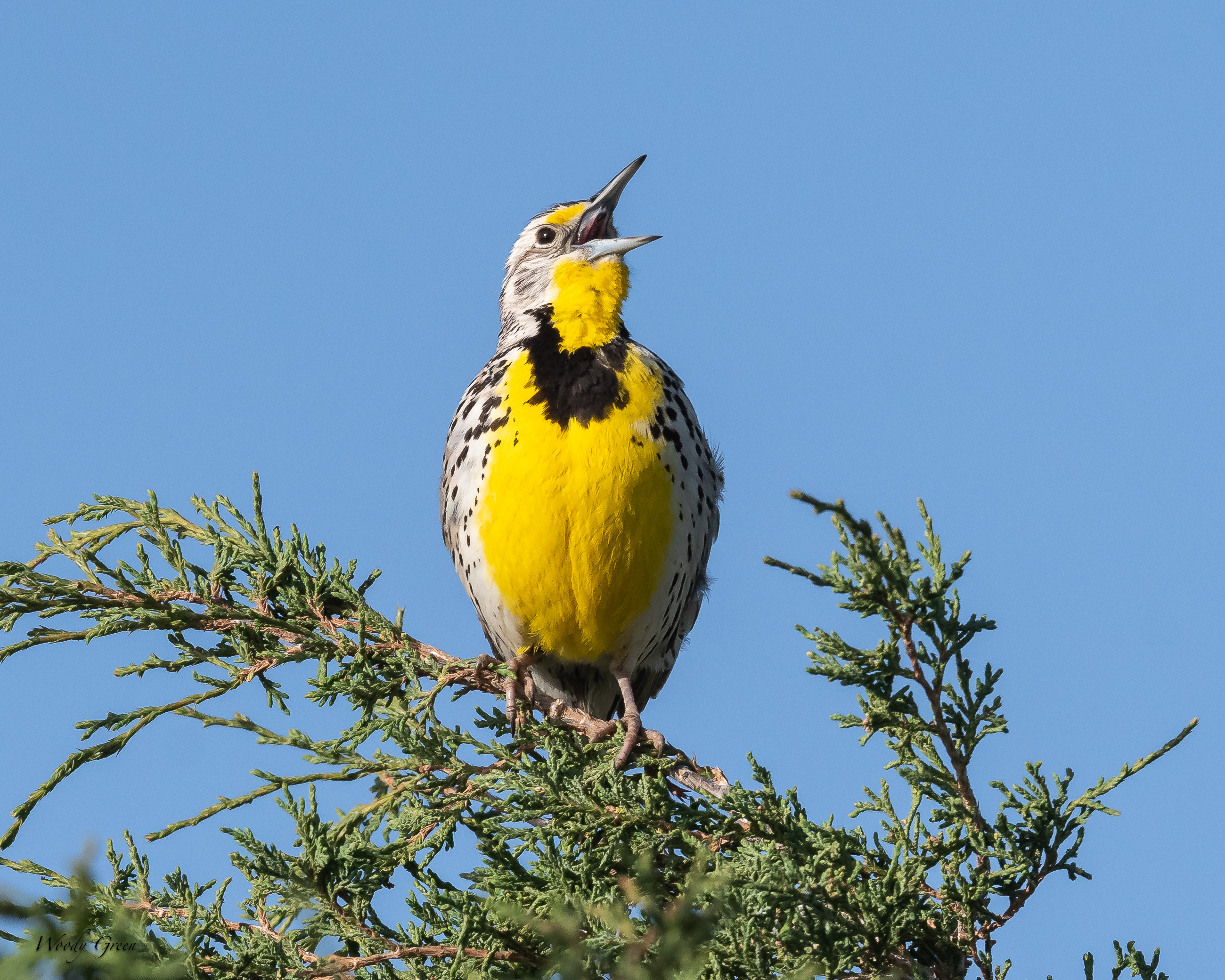 Meadowlark-136.jpg
