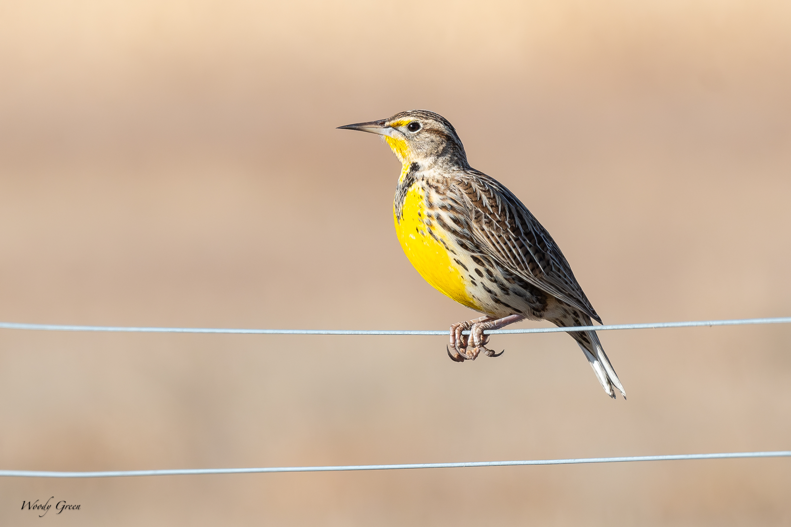 Meadowlark-183.jpg
