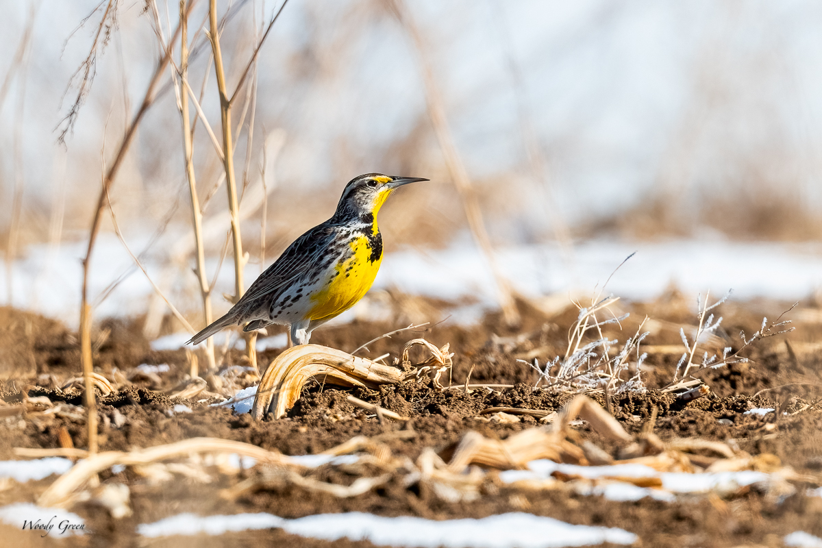 Meadowlark-267.jpg