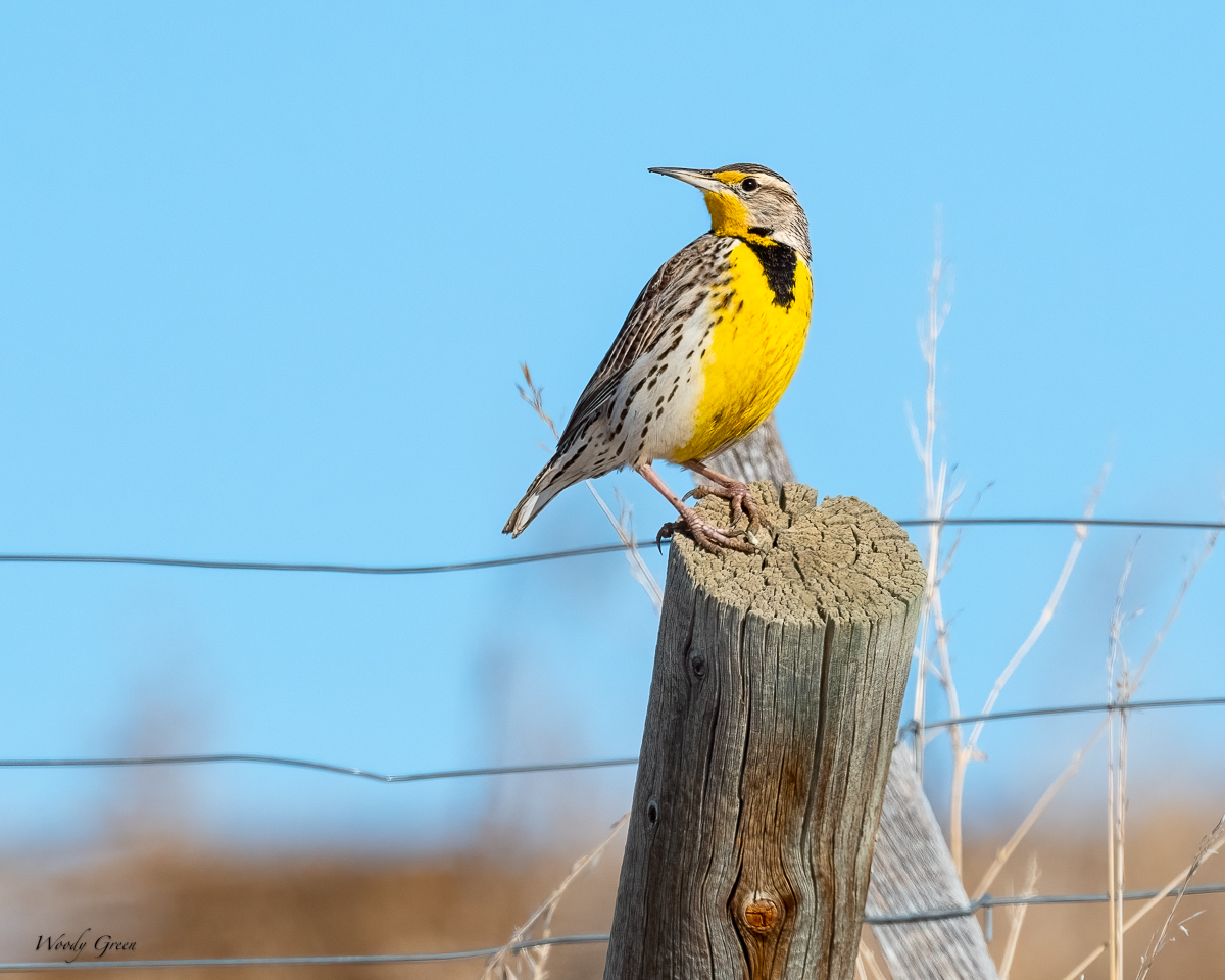 Meadowlark-268.jpg