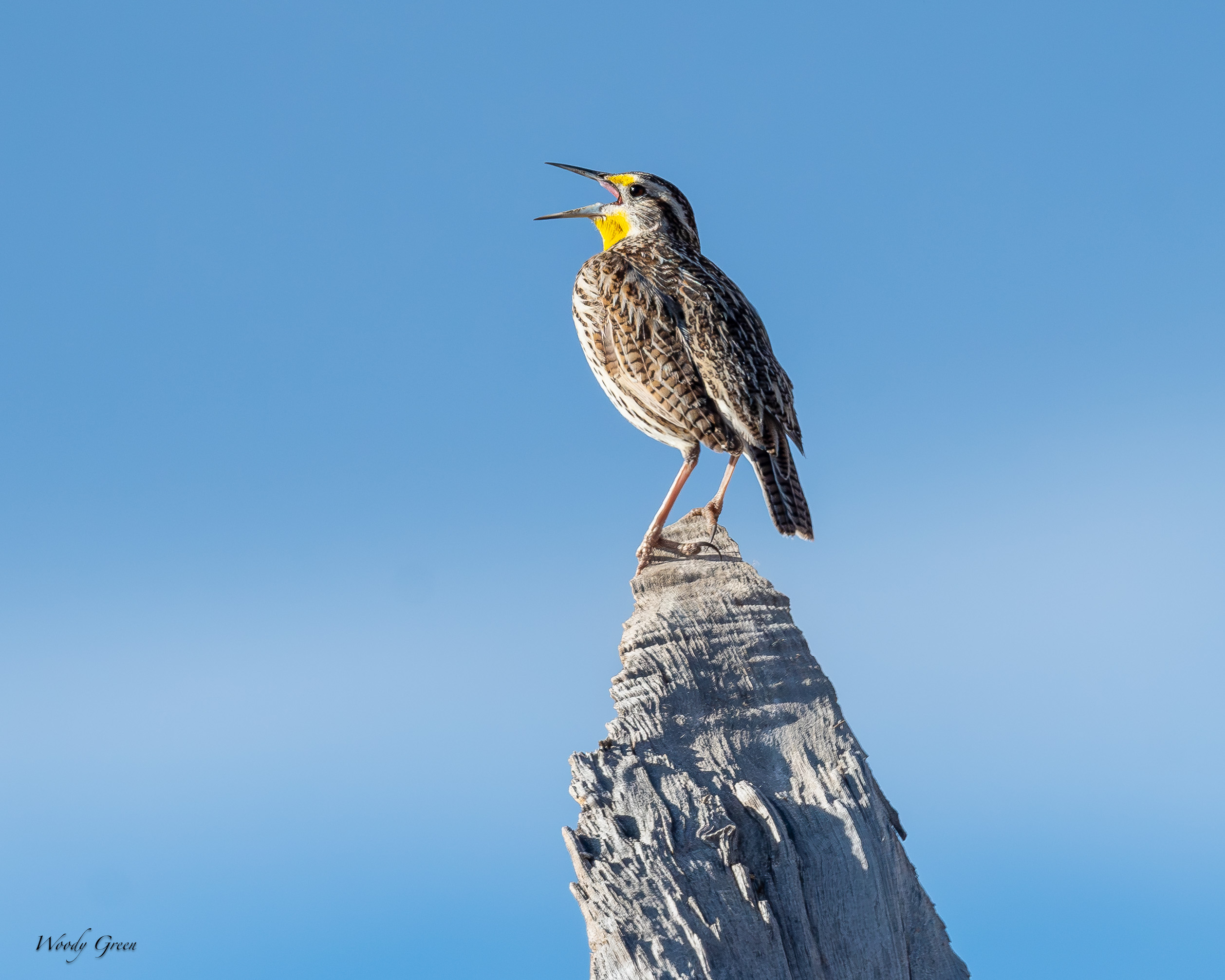 Meadowlark-549.jpg