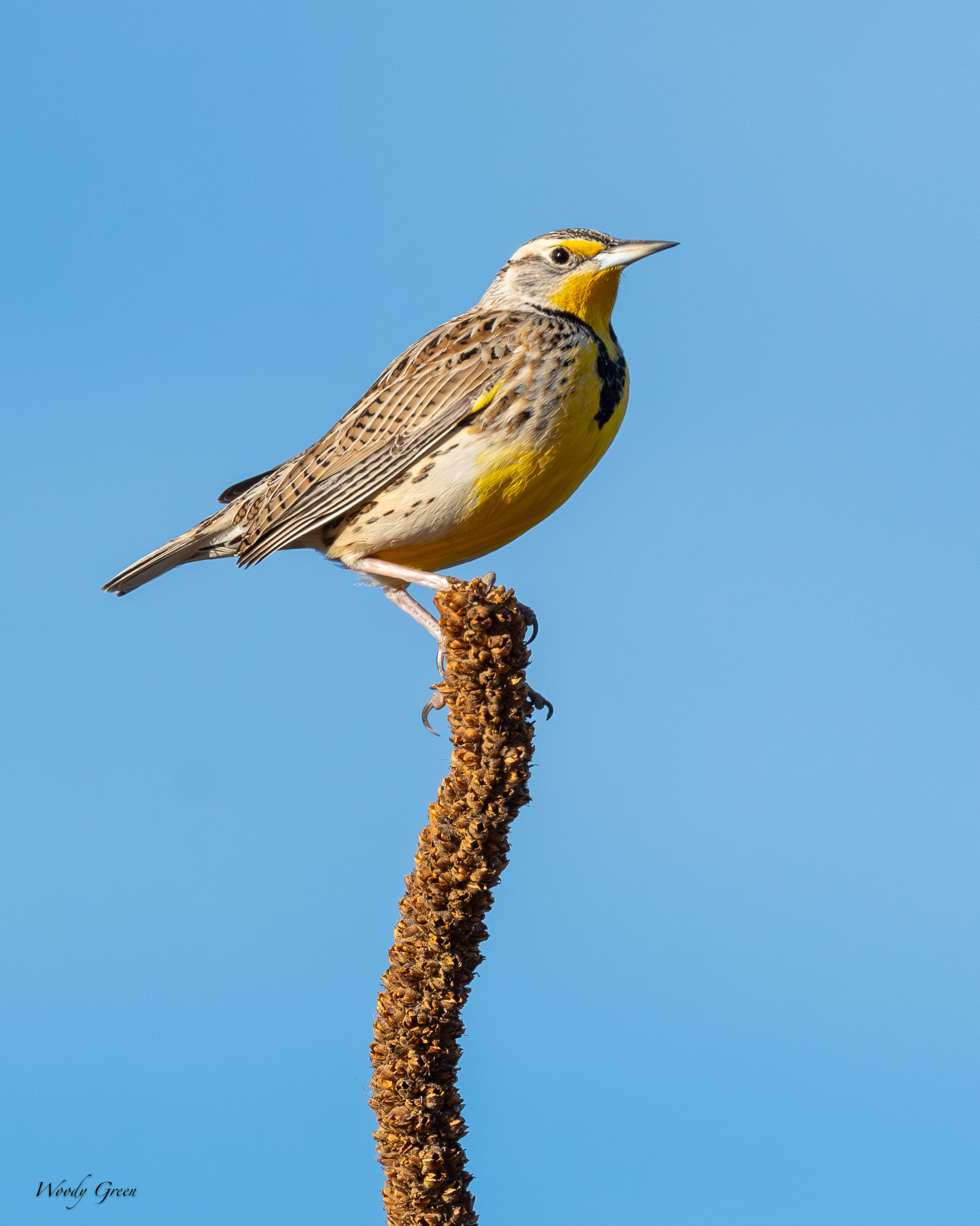 Meadowlark-550.jpg