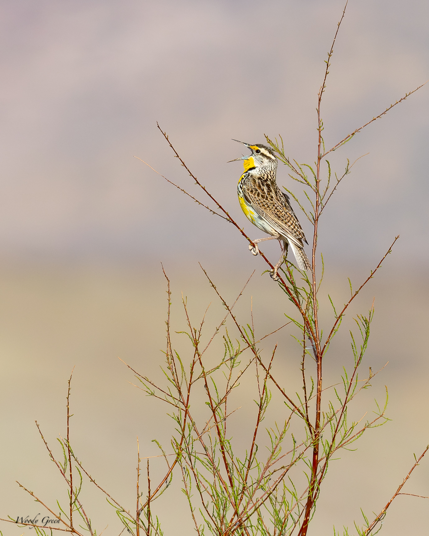 Meadowlark-621.jpg