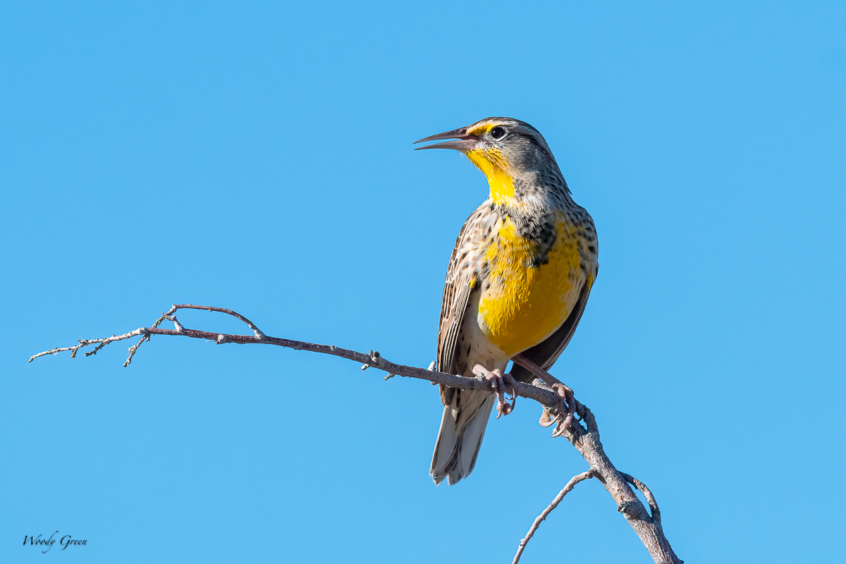 Meadowlark-79.jpg