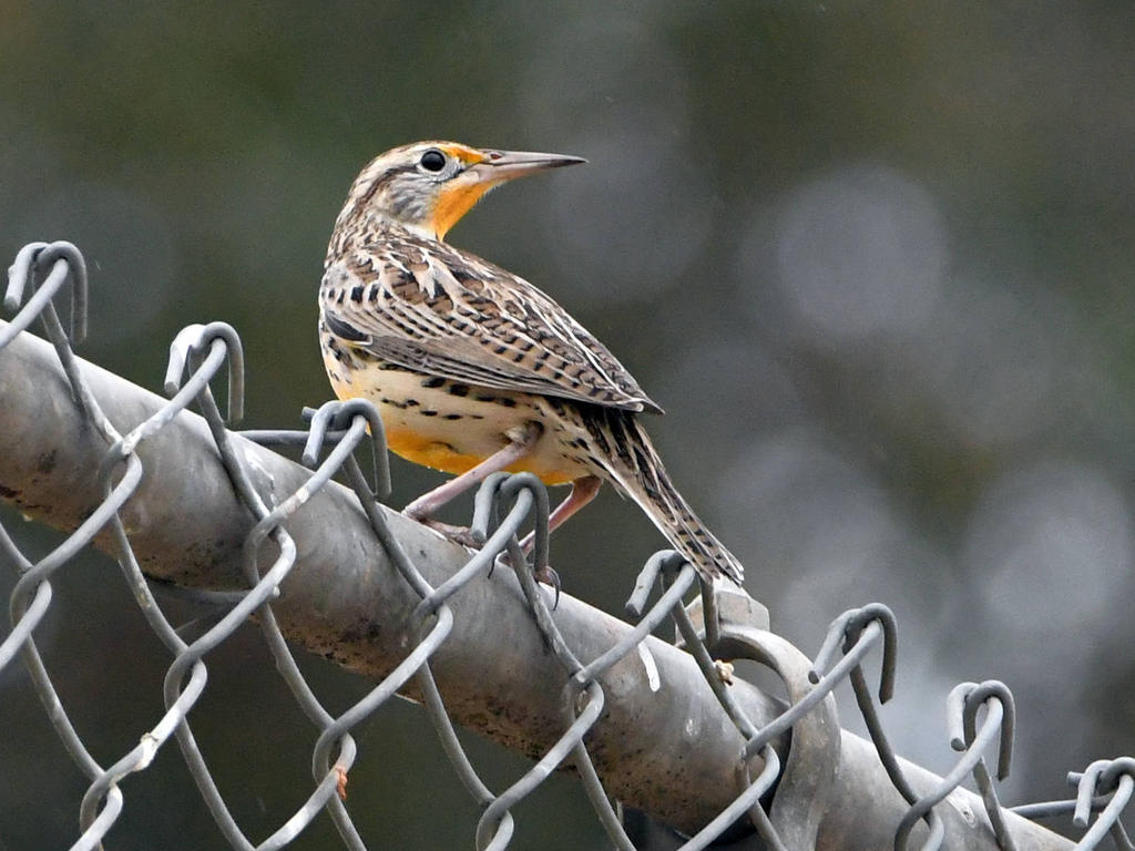 Meadowlark.jpg