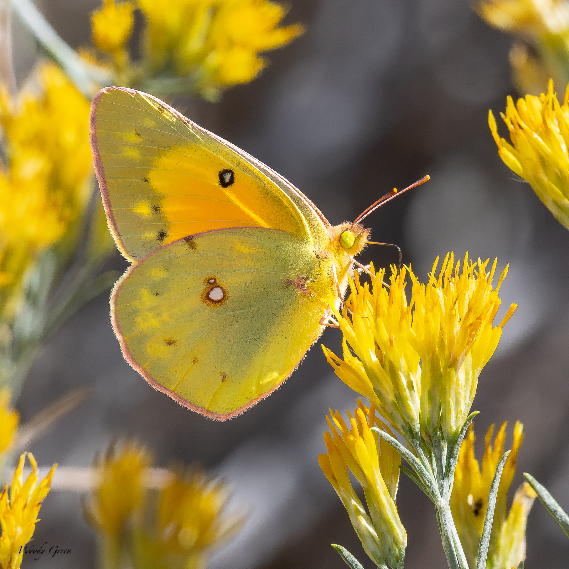 MeadsSulphur-753.jpg