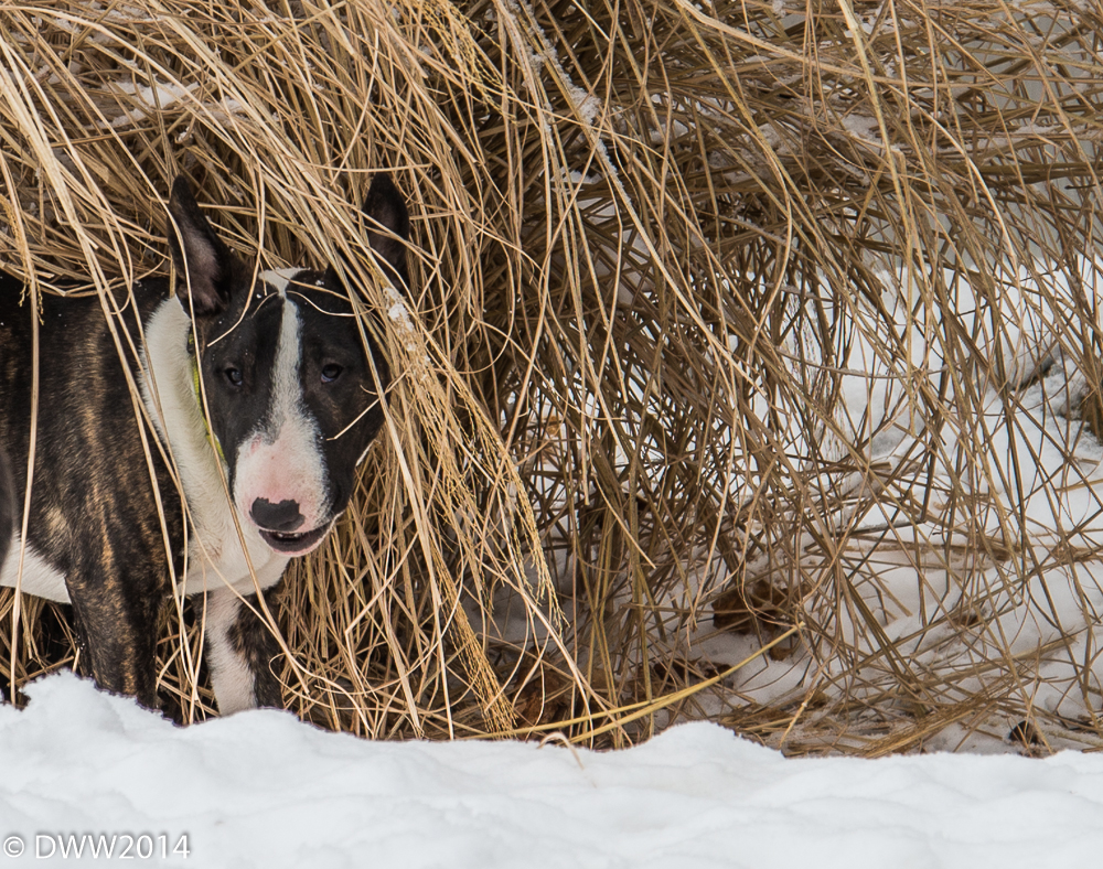 Meeka in the grass.jpg