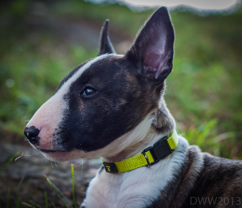 Meeka3 (1 of 1).jpg