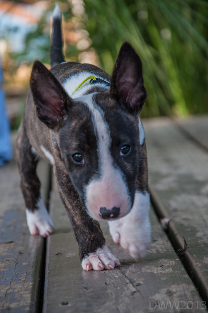 Meeka6 (1 of 1).jpg