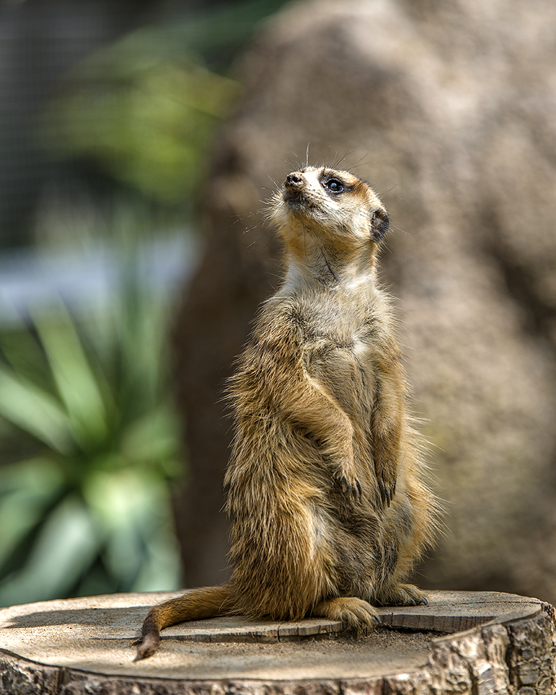 Meercat.jpg