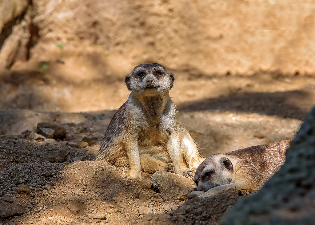 Meerkats.jpg