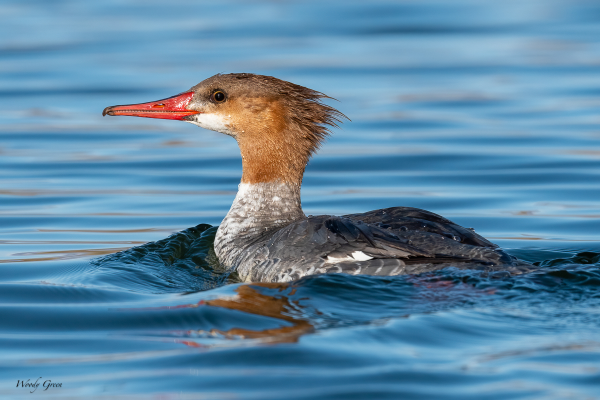 Merganser-649.jpg
