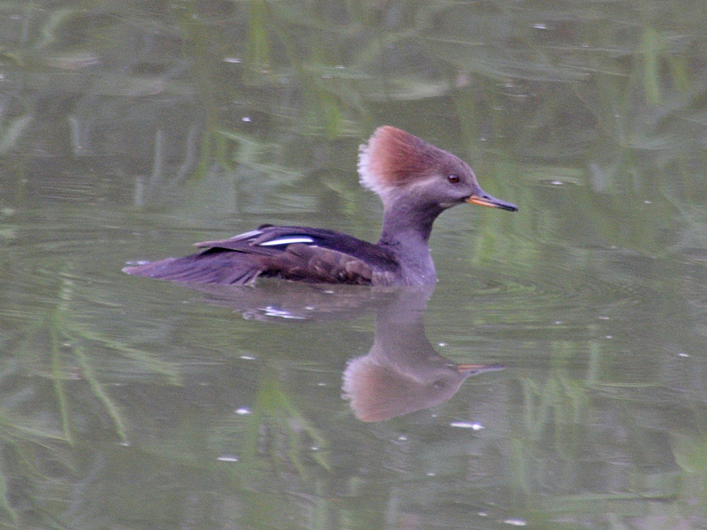 Merganser.jpg