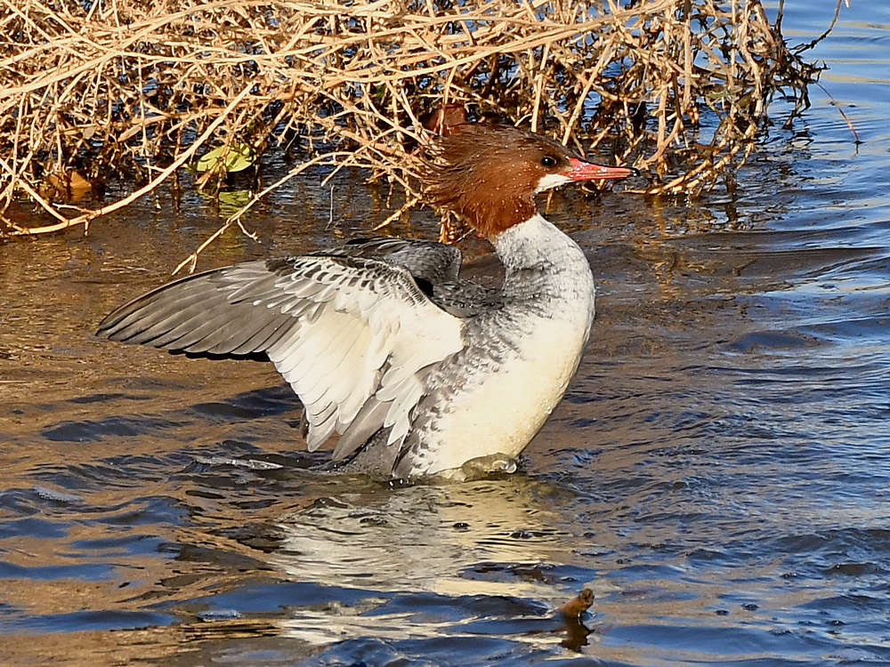 Merganser.jpg