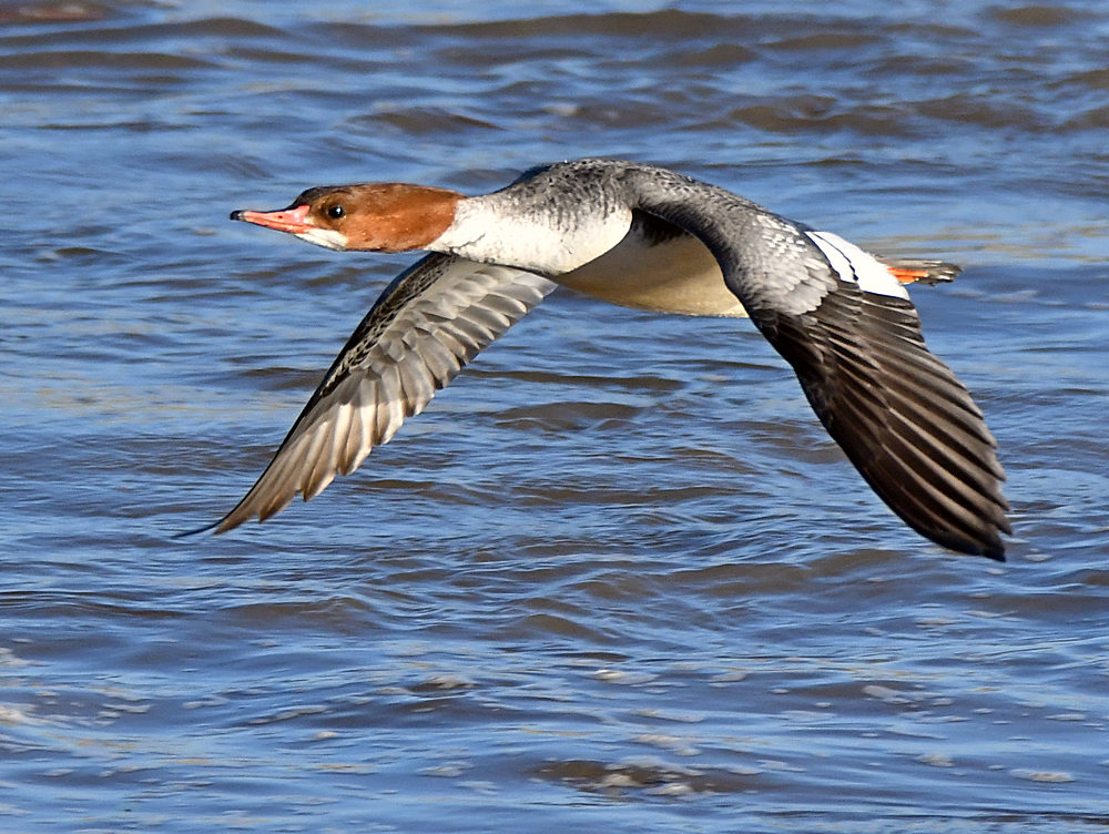 Merganser.jpg