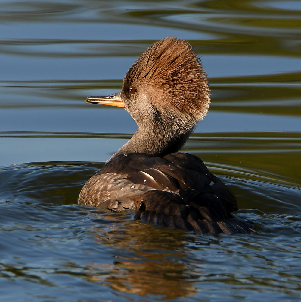 Merganser.jpg