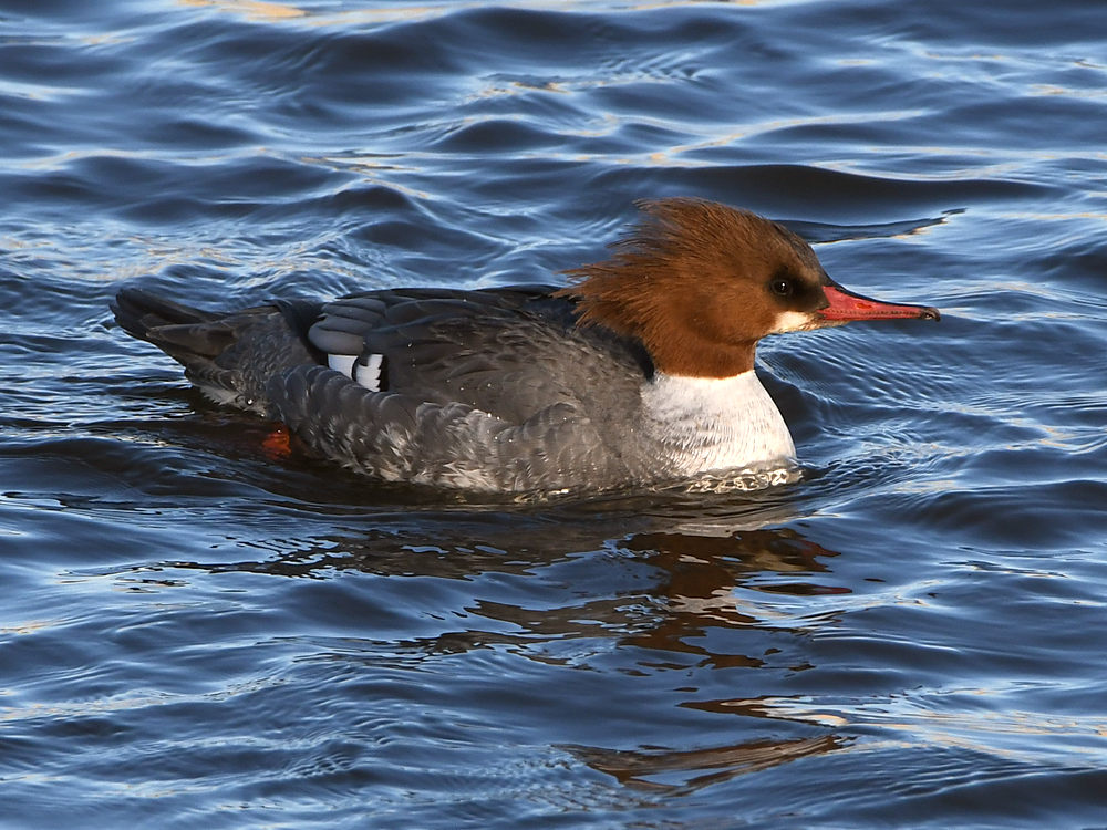 Merganser.jpg
