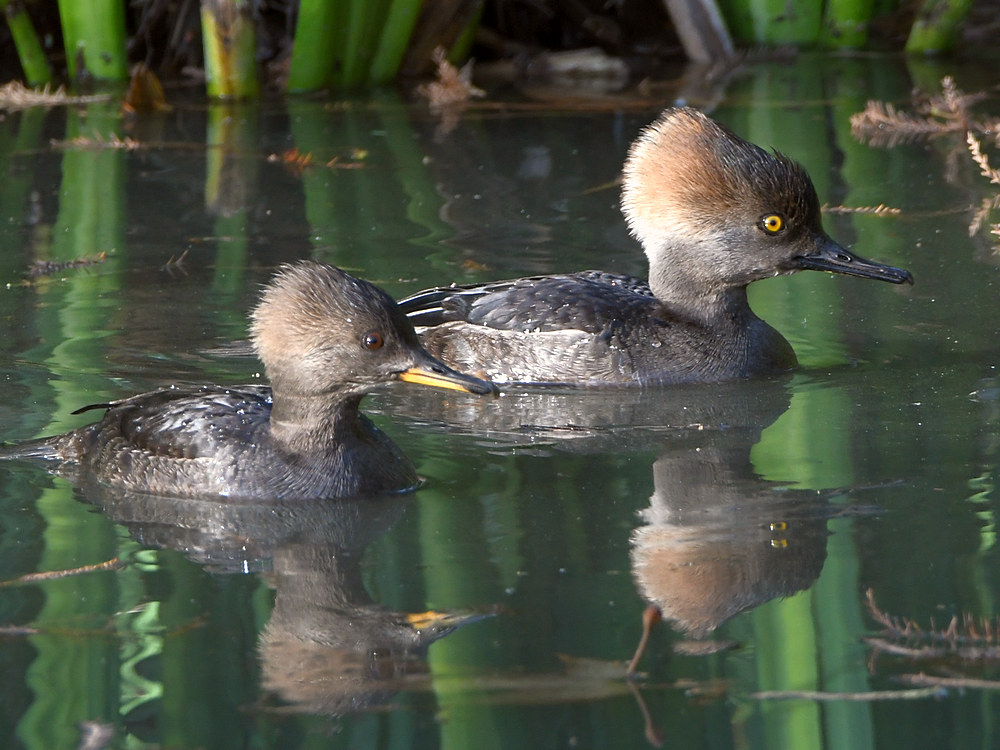 Merganser.jpg