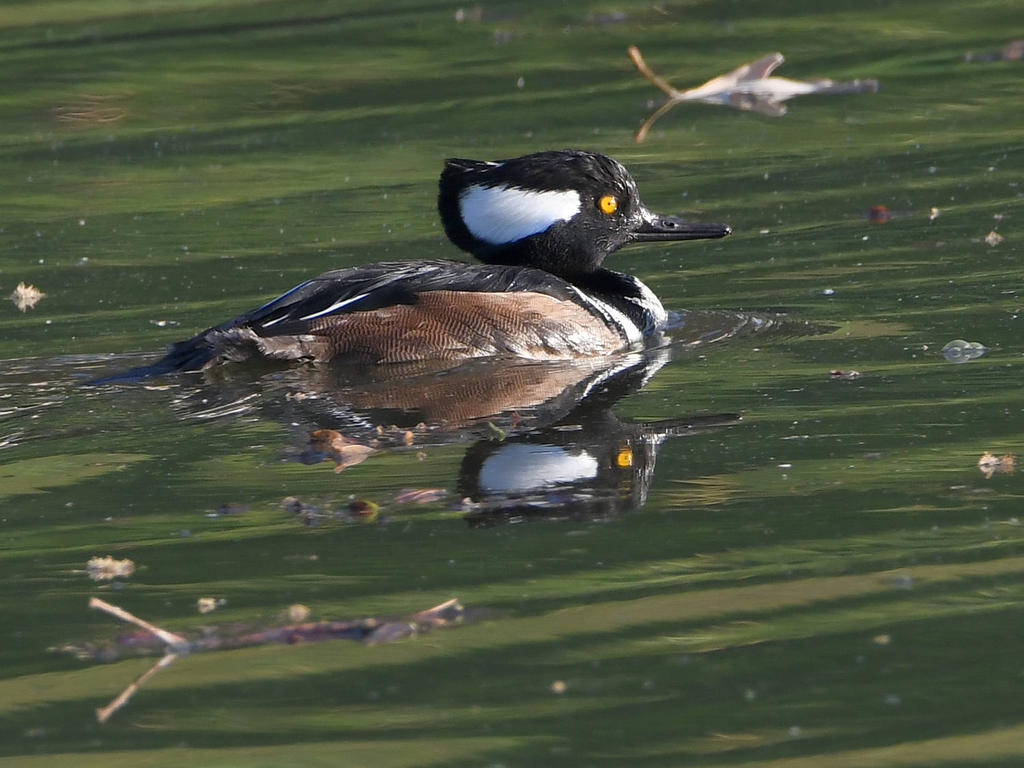 Merganser.jpg