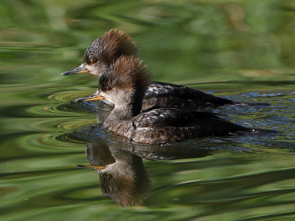 Merganser.jpg