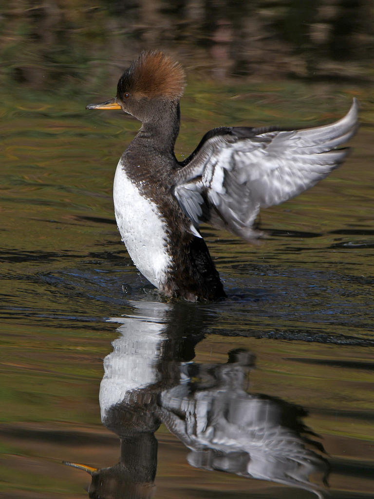 Merganser10.jpg