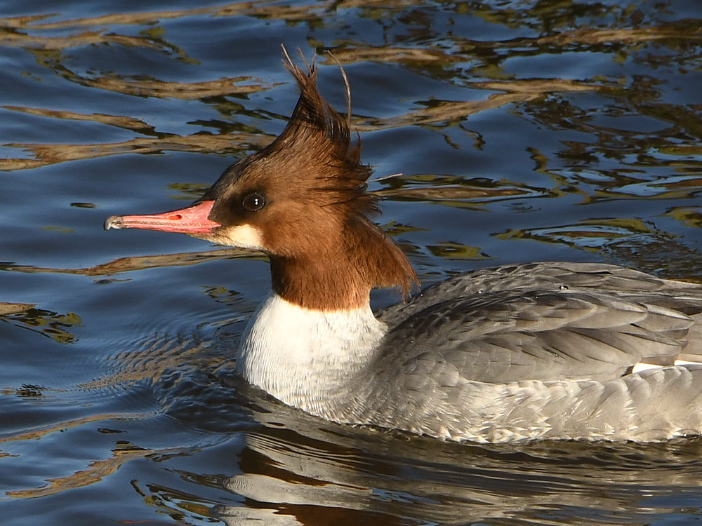 Merganser11.jpg