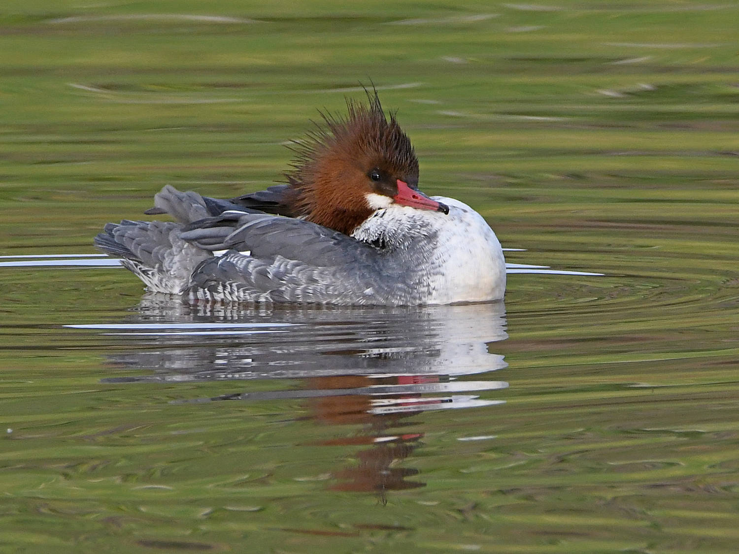 Merganser11.jpg