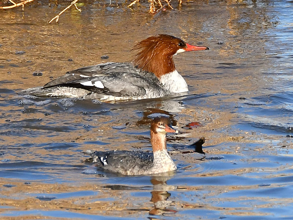 Merganser2.jpg