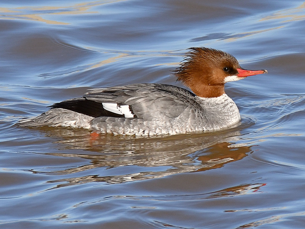 Merganser2.jpg