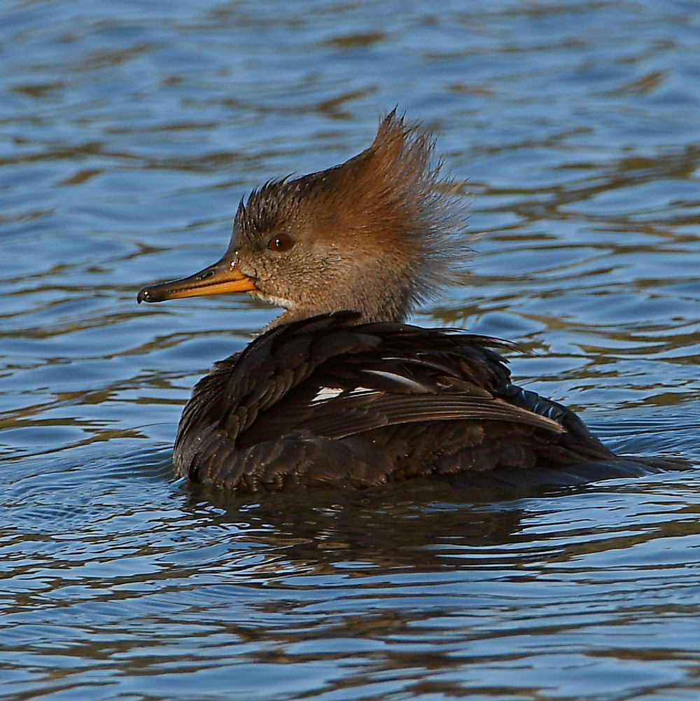 Merganser2.jpg
