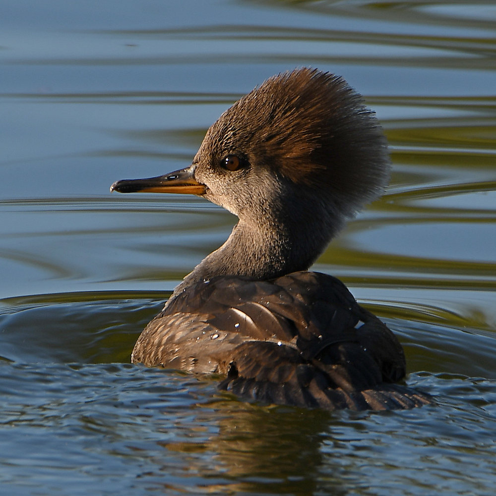 Merganser2.jpg