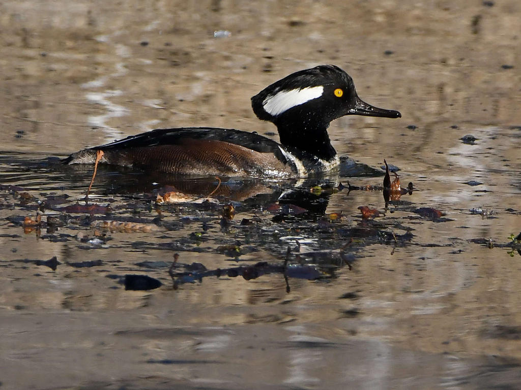 Merganser2.jpg